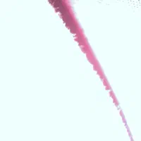 وثیقه زندانی