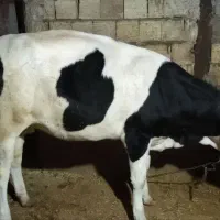 خرید فروش گاو گوساله گوسفند