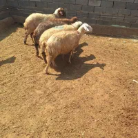 میش نیم گوشت