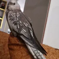 یه جفت عروس هلندی مولد