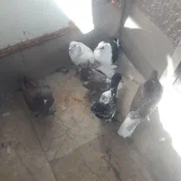 کبوتر رنگی|پرنده|قم, شهرک طالقانی|دیوار