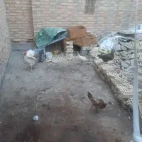 مرغ و خروس