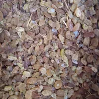 کشمش درجه یک بولاویی|خوردنی و آشامیدنی|کامیاران, |دیوار