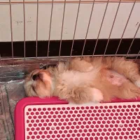 هاپو کوچولو نژاد شیتزو مالتیزو|سگ|رباطکریم, رباطکریم|دیوار