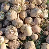 چغندر دامی بدون خاک و برگ