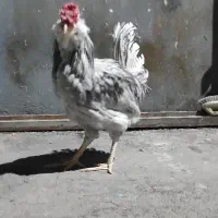 خروس طوسی گلین
