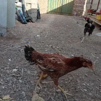 مرغ خروس جوجه لاری