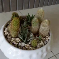 گل طبیعی،دیش گاردن کاکتوس