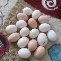 تخم مرغ
