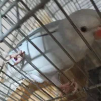 طوطی ملنگو اوپال نر|پرنده|بندرعباس, |دیوار