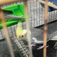 جوجه عروس هلندی|پرنده|مهران (ایلام), |دیوار