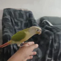 طوطی گرینچیک دستی خیلی ازوم اهلی|پرنده|خواف, |دیوار