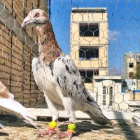 کبوتر هفرنگ|پرنده|قزوین, |دیوار