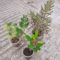 سانسوریا . شمعدانی. مرجان . برندیسی  وگلهای دیگر|حراج|گرگان, |دیوار