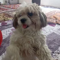 سگ شیتزو گمشده