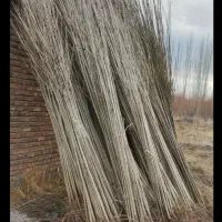 نهال ۲ ساله صنوبر نژاد کبود تبریزی