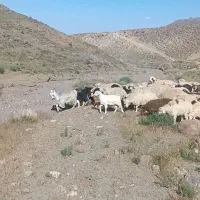 بره نر وماده