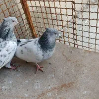 کفتر|پرنده|شیراز, حجت آباد|دیوار