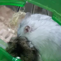 همستر نر وماده|موش و خرگوش|تبریز, |دیوار