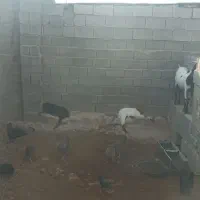 کهره و بره فروشی