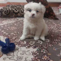 سگ ریز|سگ|تهران, منیریه|دیوار