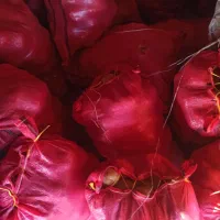 سیب زمینی|خدمات باغبانی و درختکاری|ایجرود, |دیوار