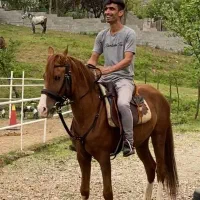 اسب برای فروش|اسب و تجهیزات اسبسواری|فومن, |دیوار