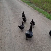 اردک اسرائلی