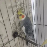 عروس هلندی سخنگو|پرنده|الوند, |دیوار