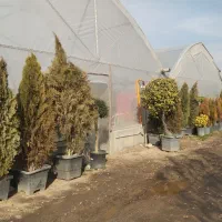 کارشناس فضای سبز و گلهای آپارتمانی