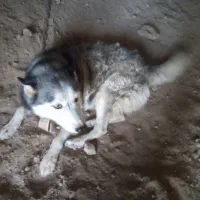 سگ هاسکی|سگ|سمنان, |دیوار