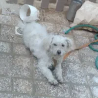 سگ سفید