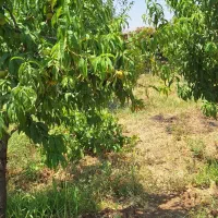 باغ مثمر 6 ساله|فروش زمین و ملک کلنگی|بیلوار, |دیوار