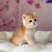 گربه های اصیل با پدر و مادر وارداتی|گربه|شیراز, ابیوردی|دیوار