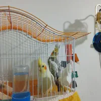 عروس هلندی با تمام وسایل