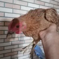 مرغ