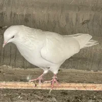 کبوتر خال پیس دولاب