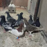 کبوترجوان بیرونی مفت