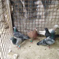 کفتر|پرنده|مشهد, ابوذر|دیوار