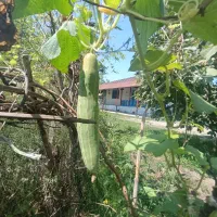 1000مترمربع کامل مسکونی ویلاباغ