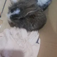 خرگوش زیبا و سالم|موش و خرگوش|اهواز, باغ شیخ|دیوار