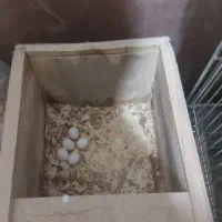 عروس هلندی مولد|پرنده|دهاقان, |دیوار