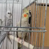 عروس هلندی مولد وایت فیس و اهویی با قفس لوازم|پرنده|تهران, تهرانپارس شرقی|دیوار