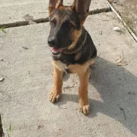 توله ژرمن|سگ|کوچصفهان, |دیوار