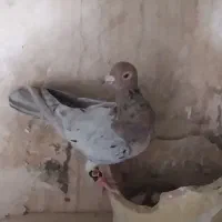 کبوتر سار سرور|پرنده|چناران, |دیوار