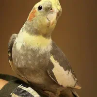 گمشده عروس هلندی کلاردشت