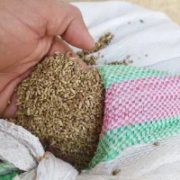 شلتوک با دنان|حیوانات مزرعه|حمیدیه, |دیوار