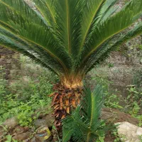 فروش گل سیکاس در رشت بزرگ و کوچک|گل و گیاه طبیعی|رشت, احمد گوراب|دیوار