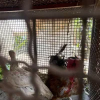 مرغ و خروس