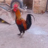 خروس و جوجه خروس محلی
